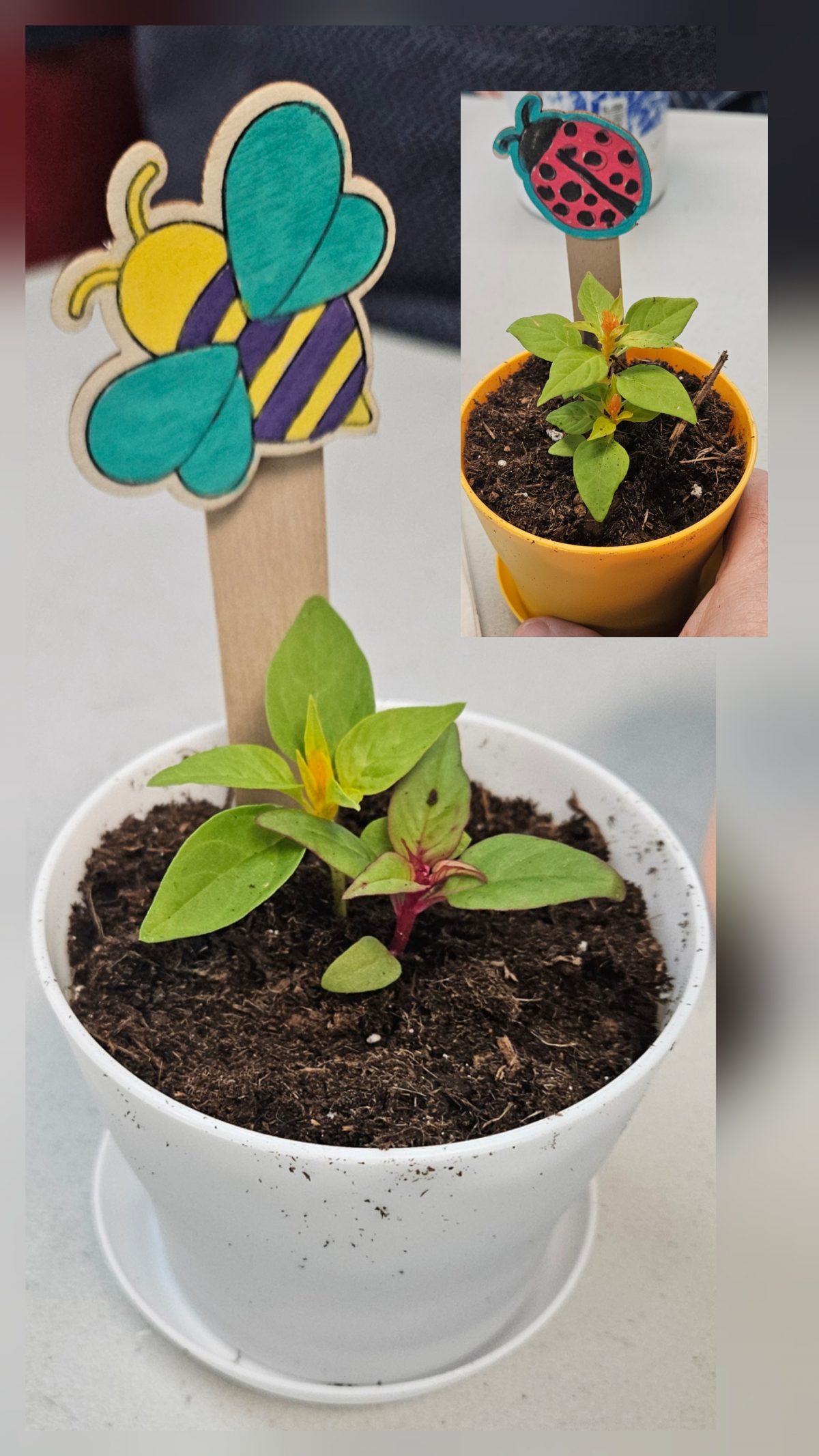 Congregate Meals Program